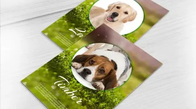 trade cards with dog pictures